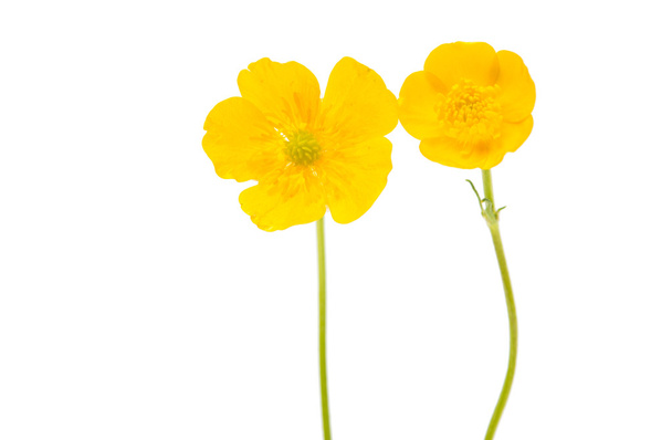 keltainen kukka eristetty  - Valokuva, kuva