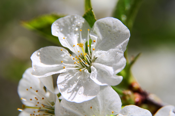 アーモンドの花、春の花 - 写真・画像