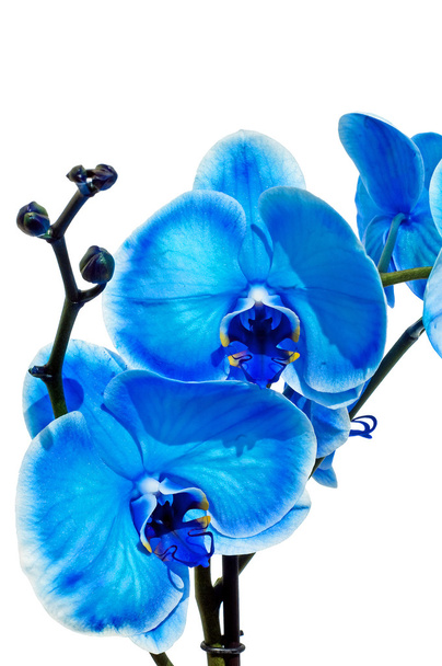 Mavi orkide - Fotoğraf, Görsel