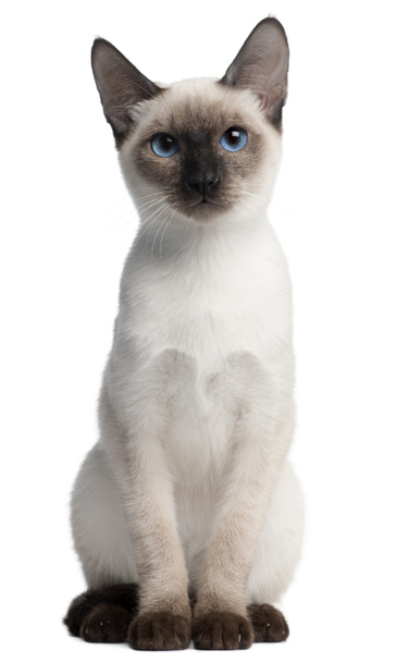 Thai kitten, 5 months old, sitting in front of white background - Photo, Image