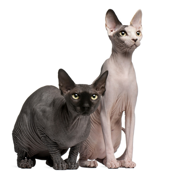 Sphynx cats, 13 months old, sitting in front of white background - Photo, Image
