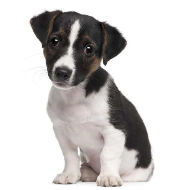 Jack Russell Terrier cachorro, 2 meses de edad, sentado delante de fondo blanco
 - Foto, imagen