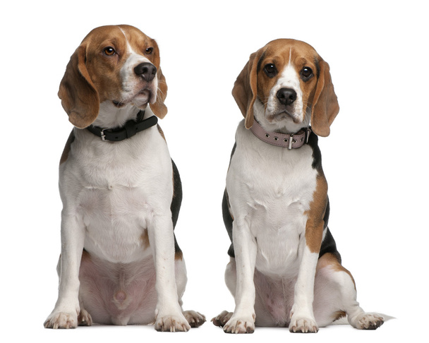 Beagles, de 1 y 3 años, sentados frente al fondo blanco
 - Foto, Imagen