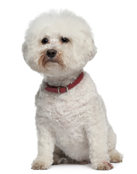 Bichon Frise, 13 years old, sitting in front of white background - Photo, Image
