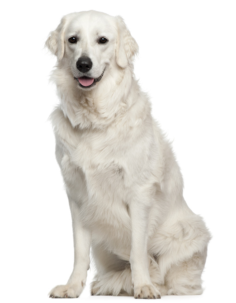 Kuvasz, 18 months old, sitting in front of white background - Photo, Image