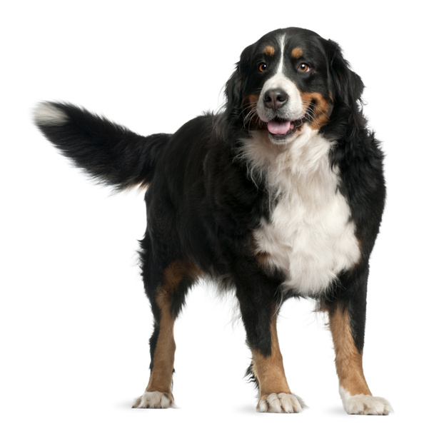 Bernese mountain dog, 4 years old, standing in front of white background - Photo, Image