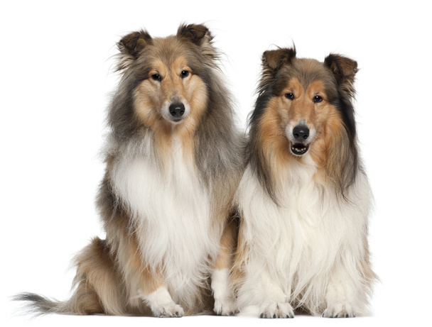 Border Collies, 6 and 7 years old, sitting in front of white background - Photo, Image