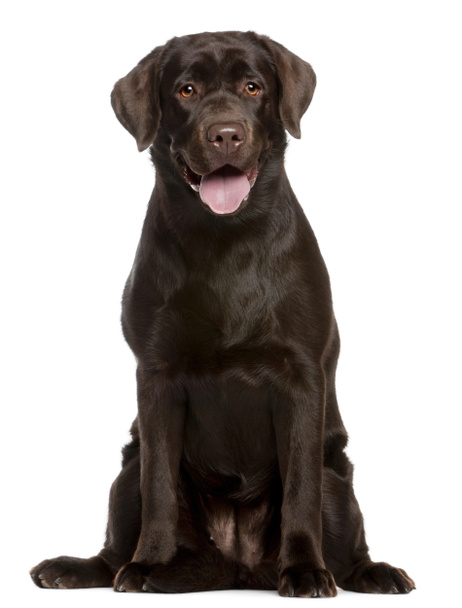 Labrador Retriever, 7 months old, sitting in front of white background - Фото, зображення