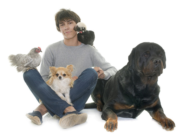 adolescente, perros y pollo
 - Foto, Imagen