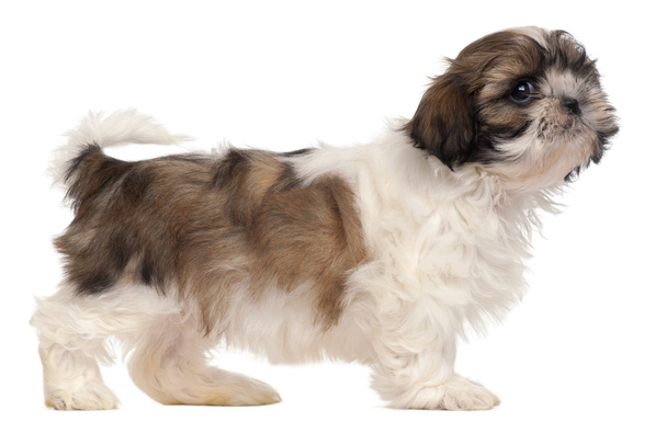 Brown and white Shih-tzu standing in front of white background - Photo, Image