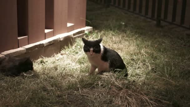 Verlegen kat, zittend op het gras in de nacht - Video