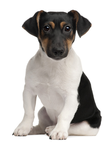 Chiot Jack Russell Terrier, 5 mois, debout devant fond blanc
 - Photo, image