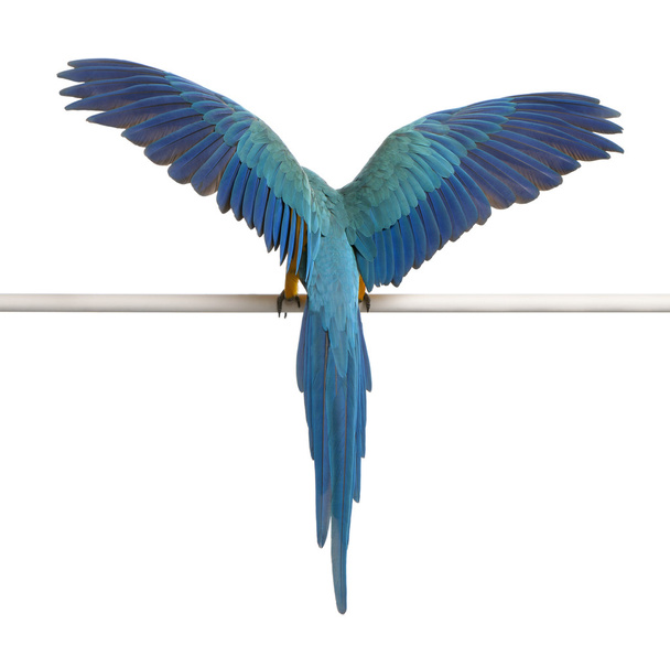 Taustalla sininen ja keltainen Macaw, Ara Ararauna, kyydissä ja räpyttely siivet edessä valkoinen tausta
 - Valokuva, kuva