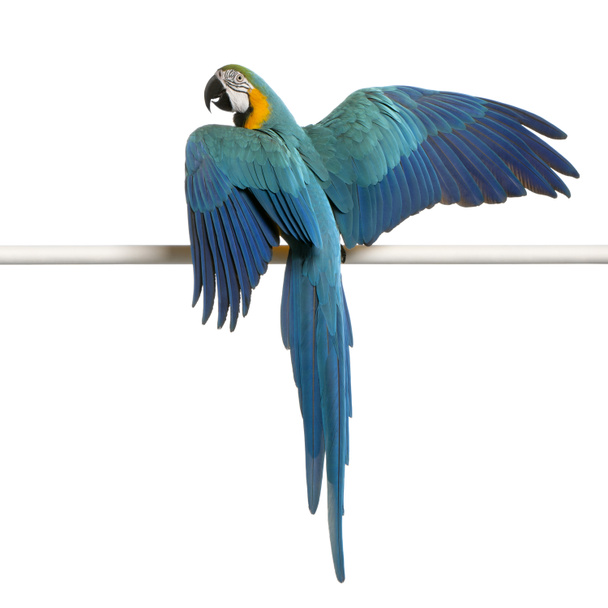 Vista traseira de Blue and Yellow Macaw, Ara Ararauna, asas empoleiradas e batendo na frente do fundo branco
 - Foto, Imagem