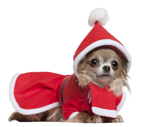 Chihuahua, 11 months old, in Santa outfit, lying in front of white background - Photo, Image