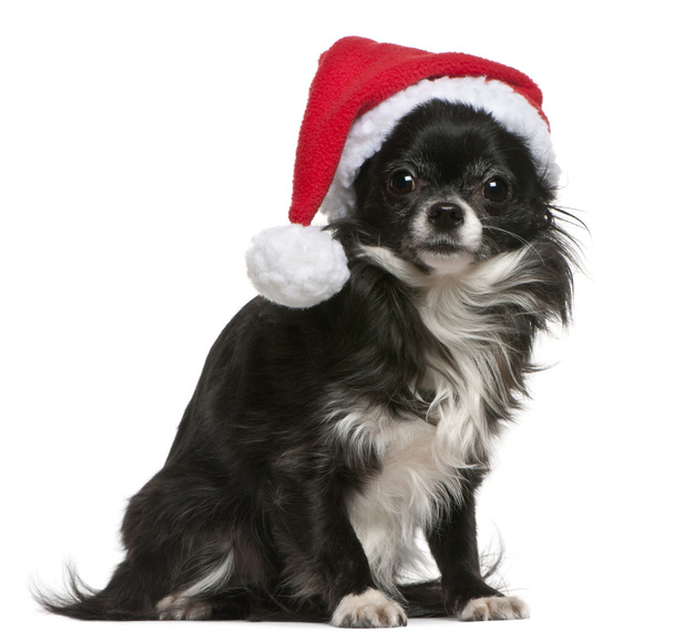Noel Baba şapkası Chihuahua, 18 ay yaşlı, önünde oturan arka plan beyaz. - Fotoğraf, Görsel