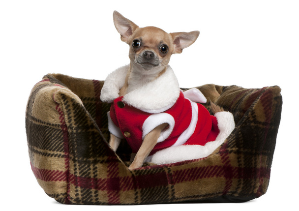 Chihuahua portant la tenue de Père Noël, 25 mois, assis dans un lit de chien en face de fond blanc
 - Photo, image