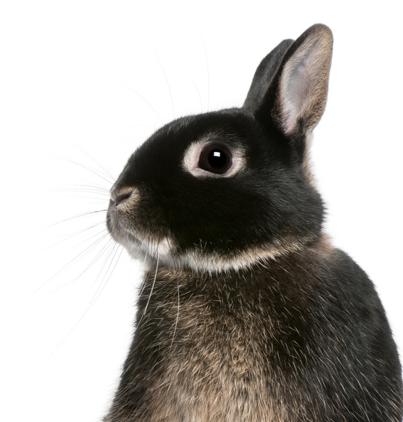 Close-up of rabbit in front of white background - Photo, Image