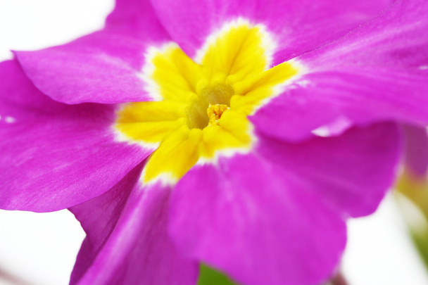 Beautiful purple primrose close up - Фото, изображение
