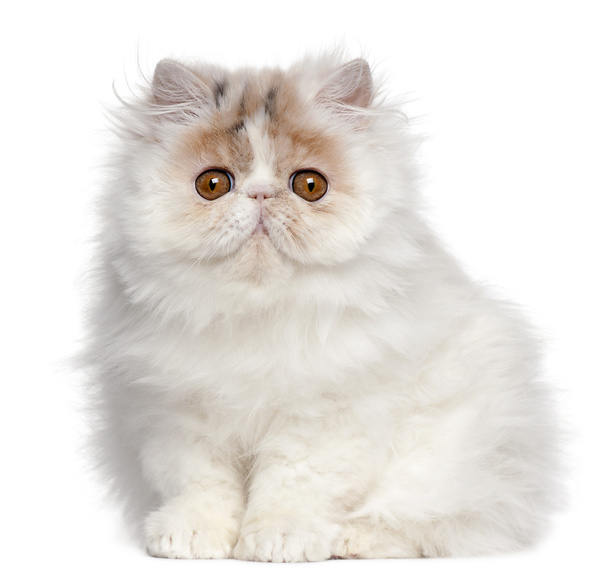 Persian Kitten, 3 kk vanha, istuu valkoisen taustan edessä
 - Valokuva, kuva