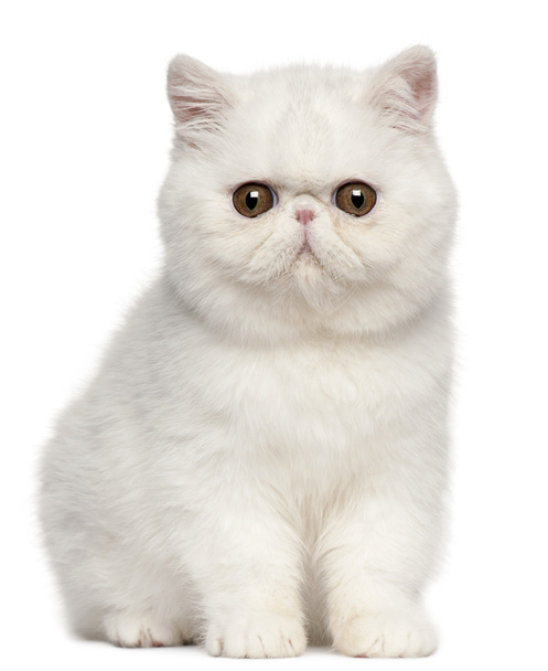 Экзотический котенок Shorthair, 4 месяца, сидящий перед белым фоном
 - Фото, изображение