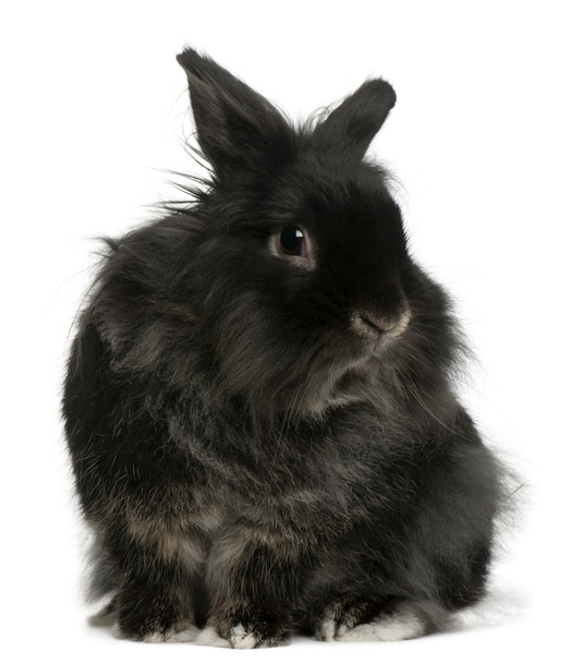 Rabbit, 5 years old, in front of white background - Photo, Image