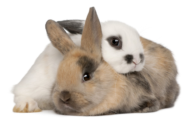 白い背景の前に 2 匹のウサギ - 写真・画像