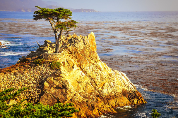 海海岸、モントレー、カリフォルニア州で唯一のキプロス - 写真・画像
