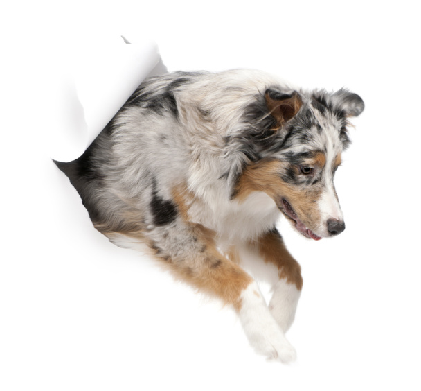 Australian Shepherd dog jumping, 7 months old, in front of white background - Photo, Image
