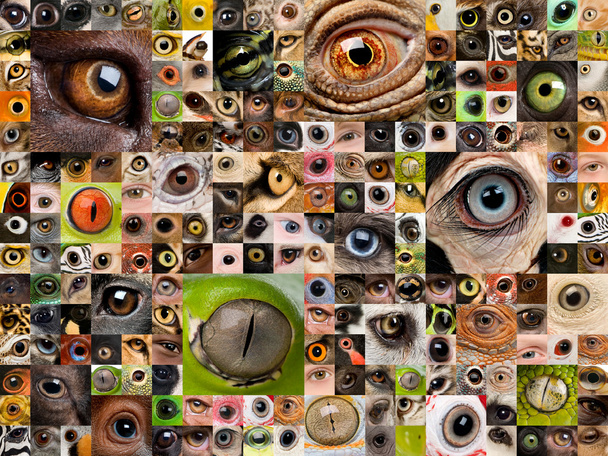 Montagem de olhos de animais
 - Foto, Imagem