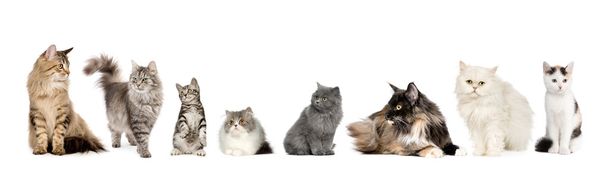 Group of cats in a row : Norwegian, Siberian and persian cat in a row in front of a white background - Photo, Image