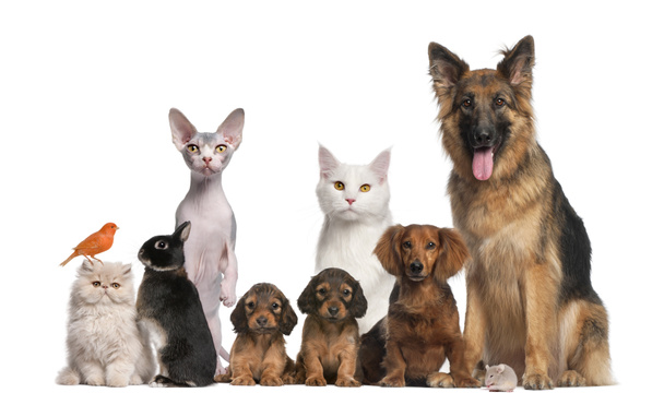 Group of pets: dog, cat, bird, rabbit - Photo, Image
