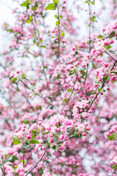 Pink cherry blossom - Valokuva, kuva