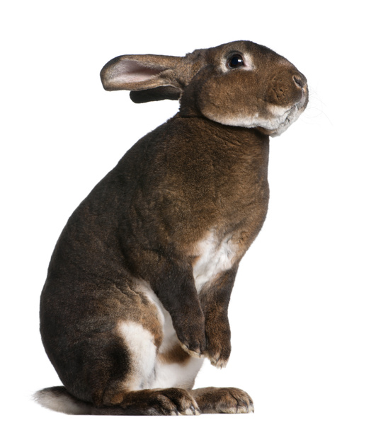 Кролик Кастор Рекс стоит на задних лапах на белом фоне
 - Фото, изображение