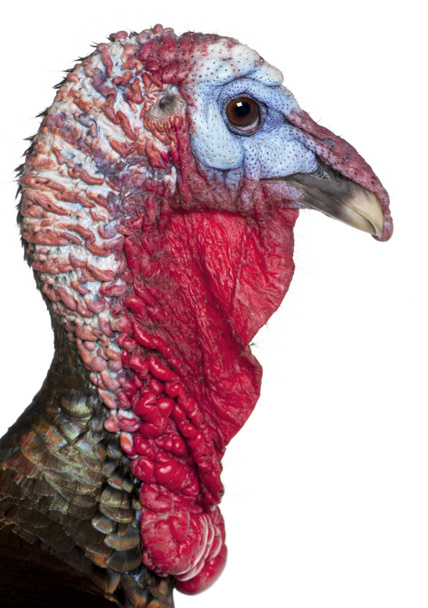 Close-up of Wild Turkey, Meleagris gallopavo, in front of white background - Photo, Image