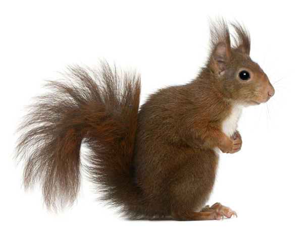 Eurasian red squirrel, Sciurus vulgaris - Photo, Image