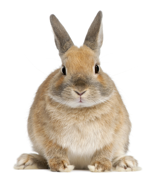 Dwarf rabbit, 6 months old, in front of white background - Photo, Image