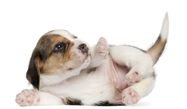 Chiot Beagle, 1 mois, couché devant un fond blanc
 - Photo, image