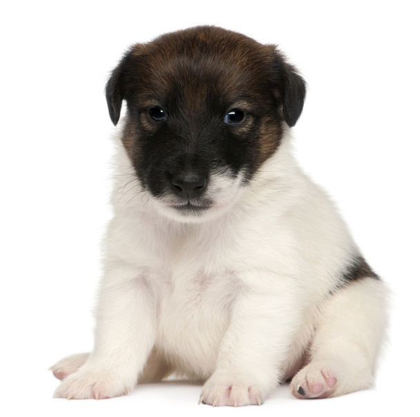 Fox Terriër pup, 1 maand oud, zit op witte achtergrond - Foto, afbeelding