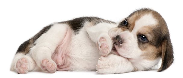 Cachorro Beagle, de 4 semanas de edad, acostado frente al fondo blanco
 - Foto, Imagen