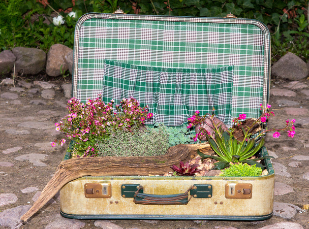 Decorative planted succulents in a suitcase. - Photo, Image