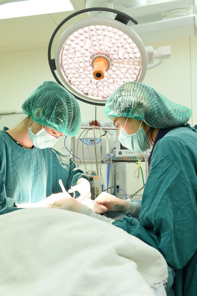 two veterinarian surgeons in operating room  - Photo, Image