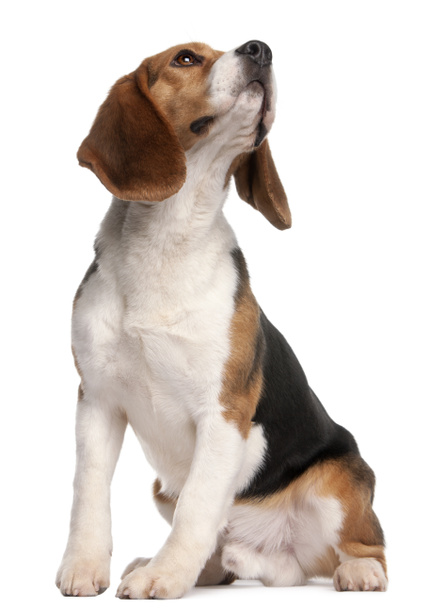 Beagle, 1 year old, sitting and looking up in front of white background - Photo, image