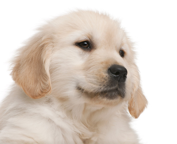 Close-up of Golden Retriever puppy, 20 weeks old, in front of white background - Foto, afbeelding