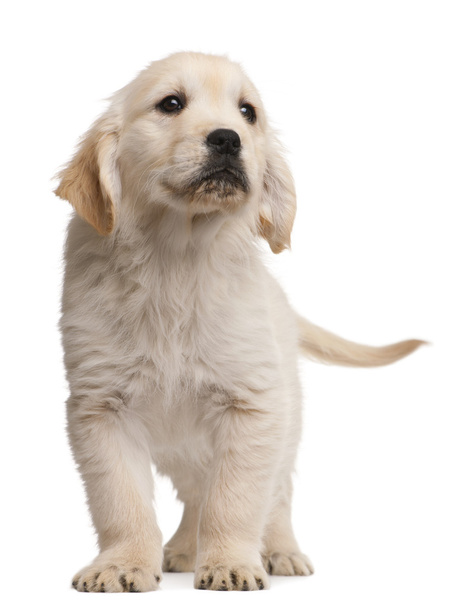 Golden Retriever puppy, 20 weeks old, standing in front of white background - Φωτογραφία, εικόνα