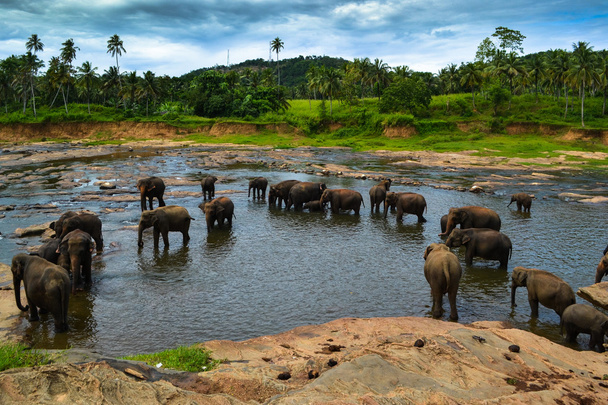 Podróż na Sri Lance. Przyrody na Cejlonie - Zdjęcie, obraz