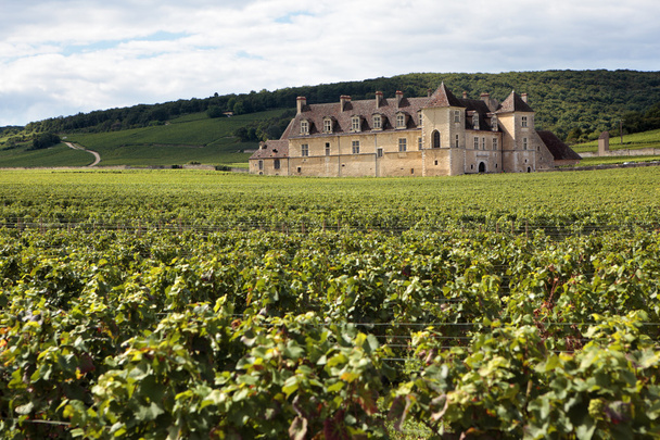 Vineyard chateau Borgonha, França
 - Foto, Imagem