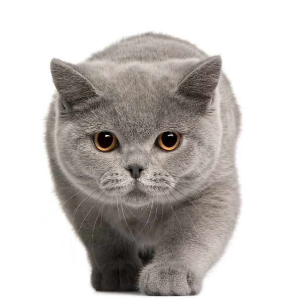 Britânico Shorthair gatinho, 4 meses, na frente de fundo branco
 - Foto, Imagem