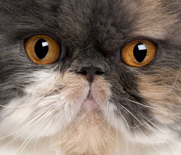 18 ヶ月古いペルシャ猫のクローズ アップ - 写真・画像