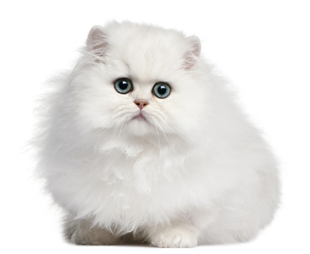 Persian kissanpentu, 4 kuukautta vanha, valkoisen taustan edessä
 - Valokuva, kuva